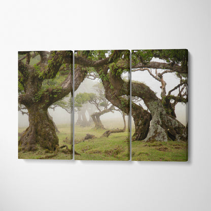 Ancient Trees of Magical Fanal Forest on Madeira Portugal Canvas Print ArtLexy 3 Panels 36"x24" inches 