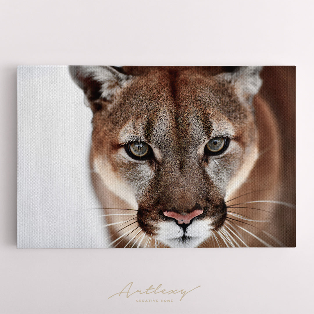 Beautiful Puma Portrait Canvas Print ArtLexy   