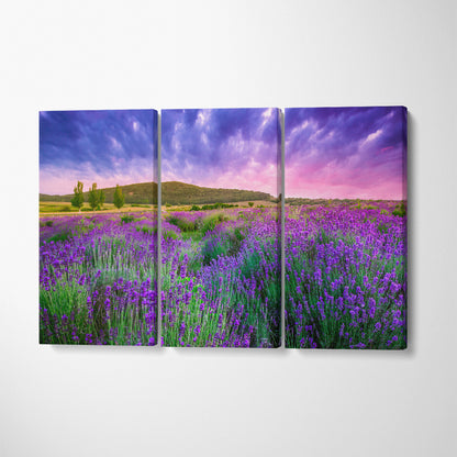Lavender Field Tihany Hungary Canvas Print ArtLexy 3 Panels 36"x24" inches 