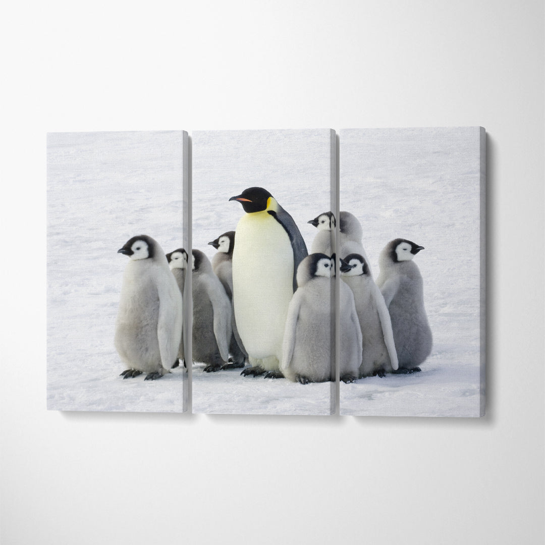 Emperor Penguins in Antarctica Canvas Print ArtLexy   
