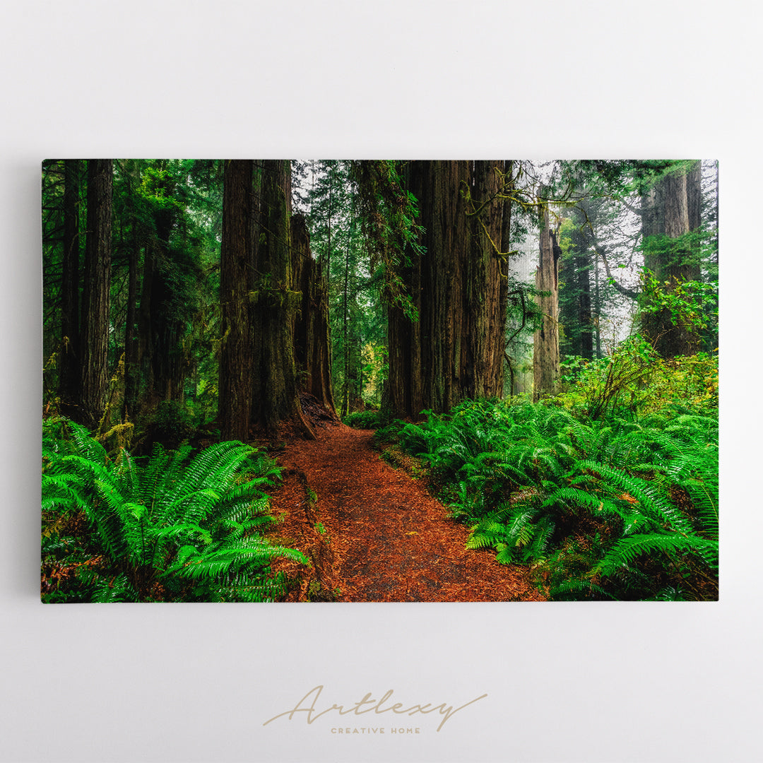Redwood Forest at Redwoods National and State Parks in California Canvas Print ArtLexy   
