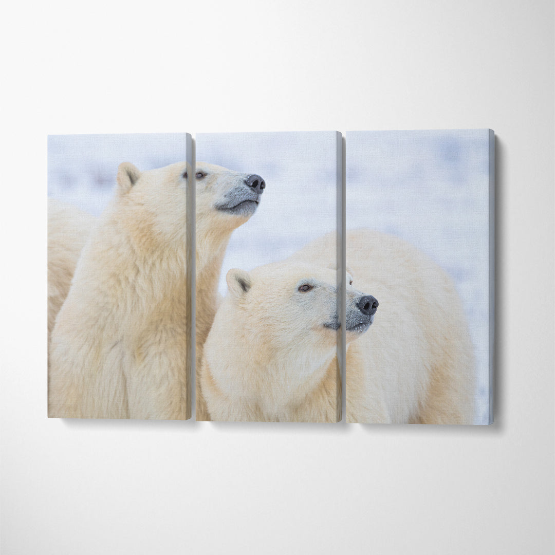 Two Polar Bear Canvas Print ArtLexy 3 Panels 36"x24" inches 