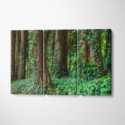Big Trees in Portugal Forest Canvas Print ArtLexy 3 Panels 36"x24" inches 