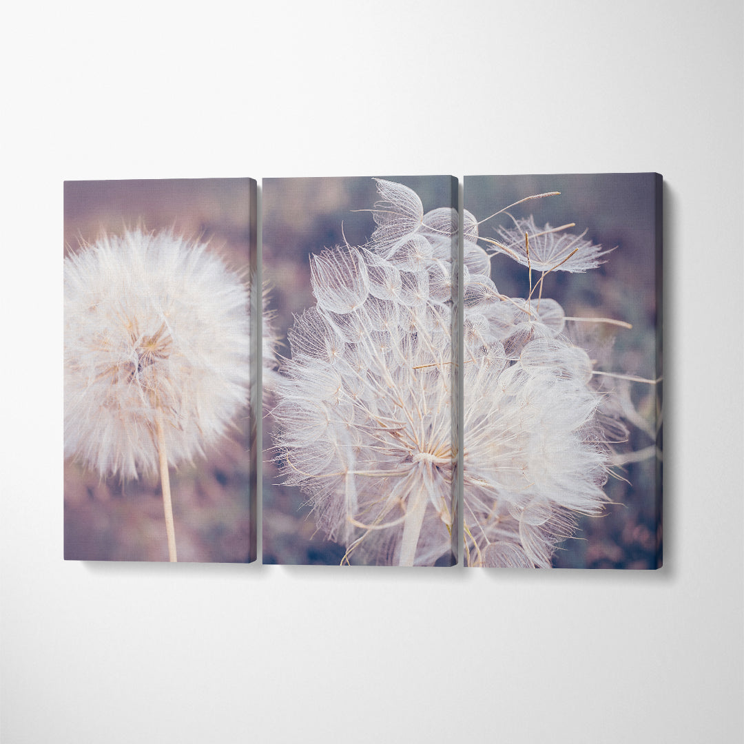Beautiful Fluffy Dandelion Flower Canvas Print ArtLexy   