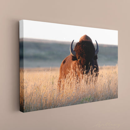 American Bison Canvas Print ArtLexy   