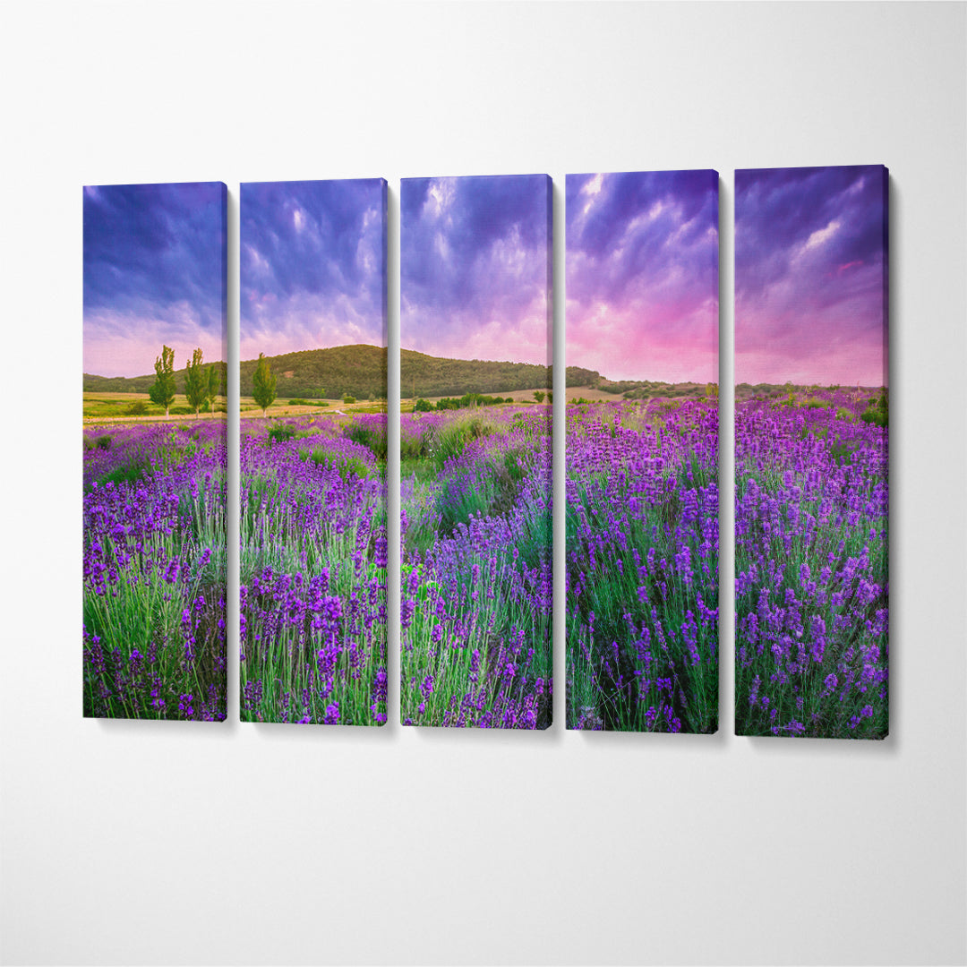 Lavender Field Tihany Hungary Canvas Print ArtLexy 5 Panels 36"x24" inches 