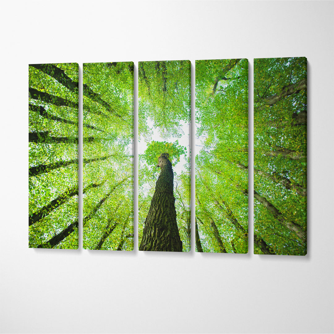 Green Forest of Oak and Lime Trees Canvas Print ArtLexy 5 Panels 36"x24" inches 