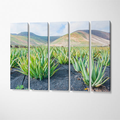Aloe Vera Plantation in Lanzarote Canary Islands Spain Canvas Print ArtLexy   