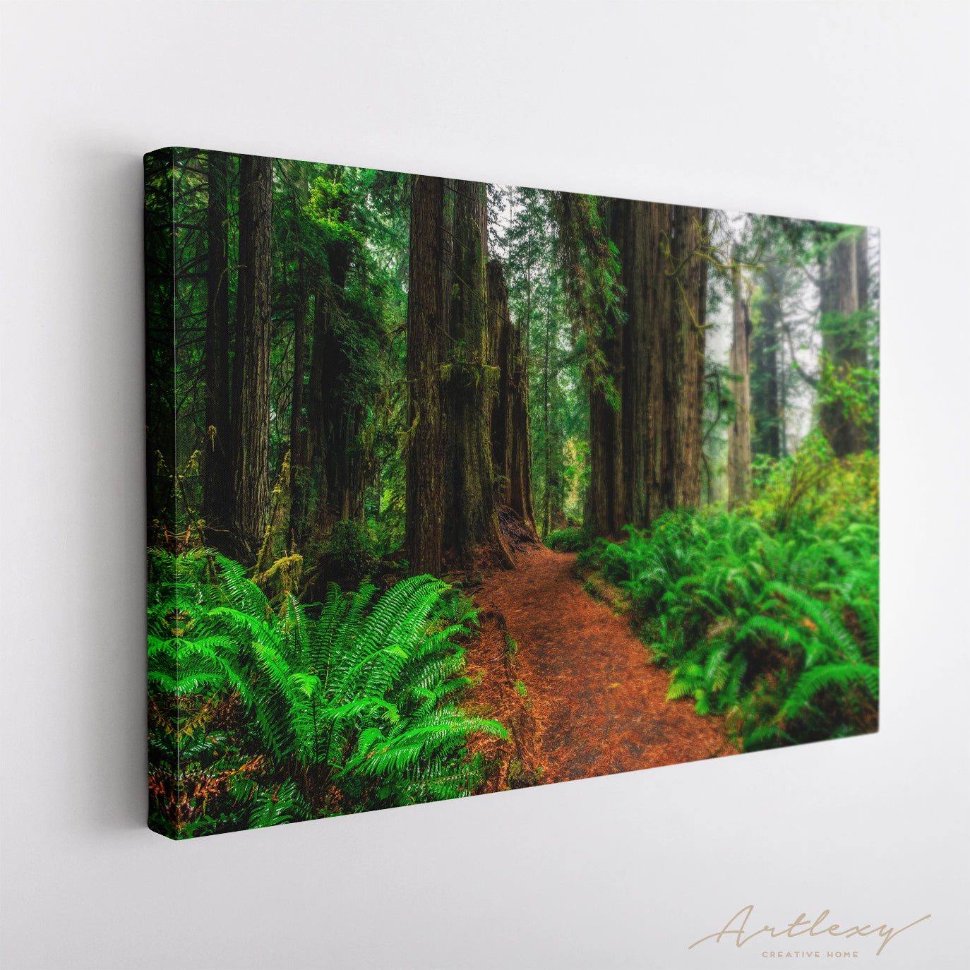 Redwood Forest at Redwoods National and State Parks in California Canvas Print ArtLexy   