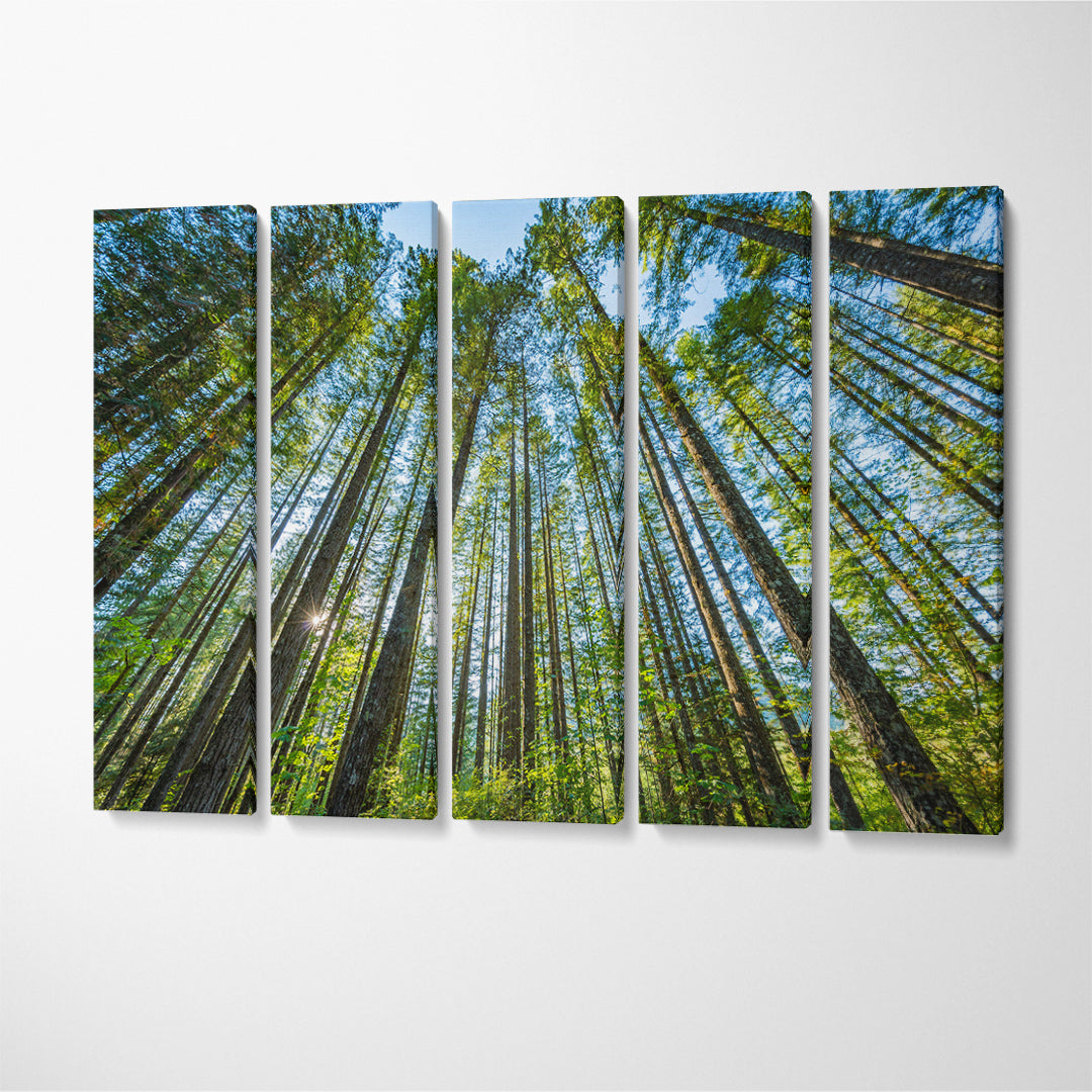 Beautiful Forest in Washington State Canvas Print ArtLexy 5 Panels 36"x24" inches 