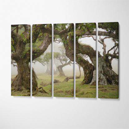 Ancient Trees of Magical Fanal Forest on Madeira Portugal Canvas Print ArtLexy 5 Panels 36"x24" inches 