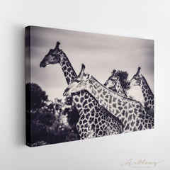 Giraffes in Black and White Canvas Print ArtLexy   