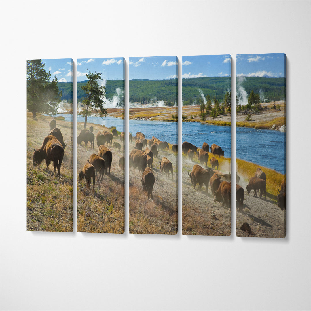 Herd of Bison in Yellowstone National Park Canvas Print ArtLexy 5 Panels 36"x24" inches 