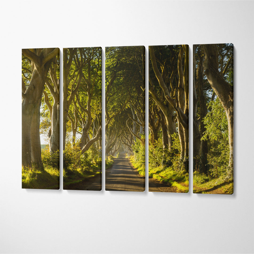 Dark Hedges Tree Tunnel Northern Ireland Canvas Print ArtLexy   