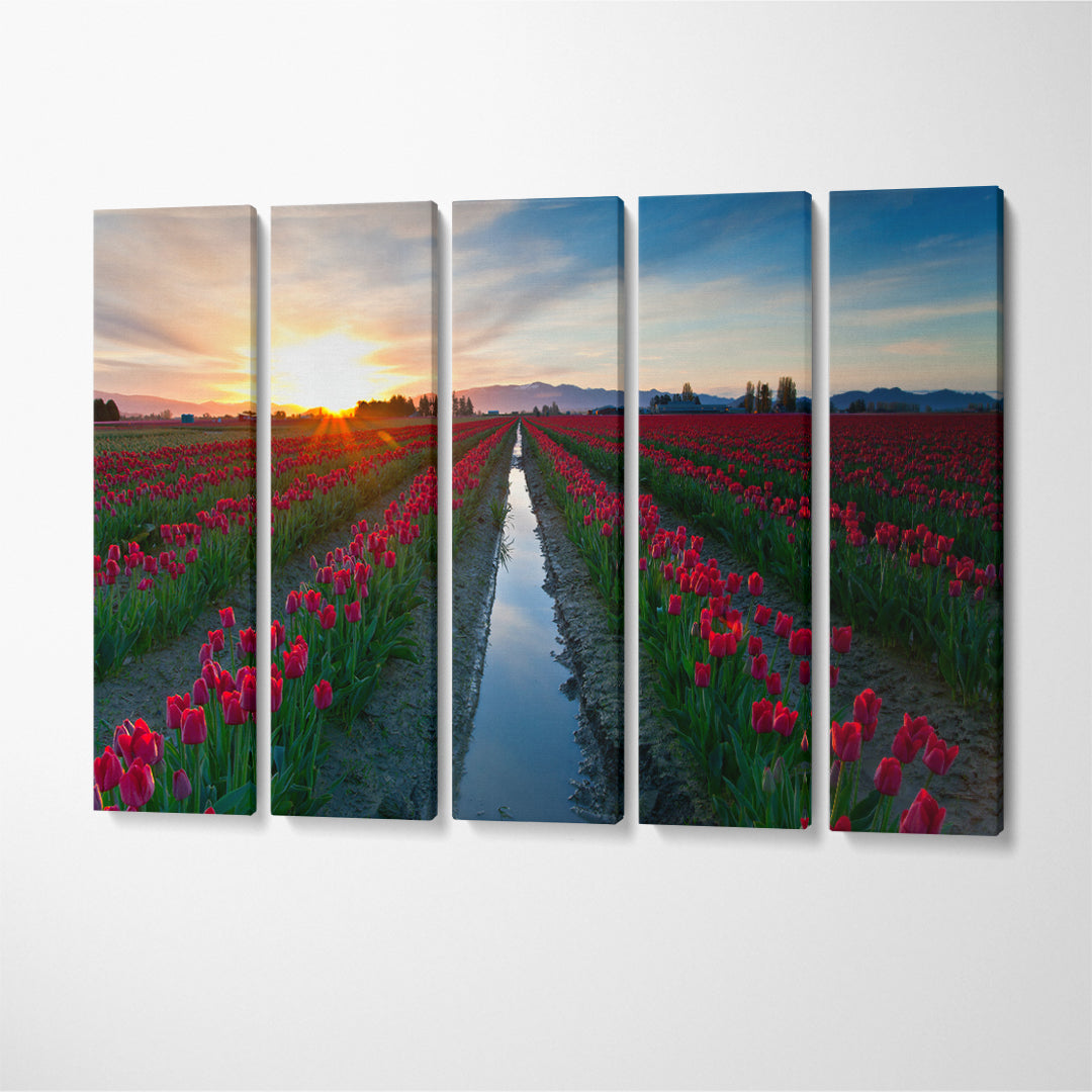 Skagit Valley Tulip Festival Washington Canvas Print ArtLexy 5 Panels 36"x24" inches 