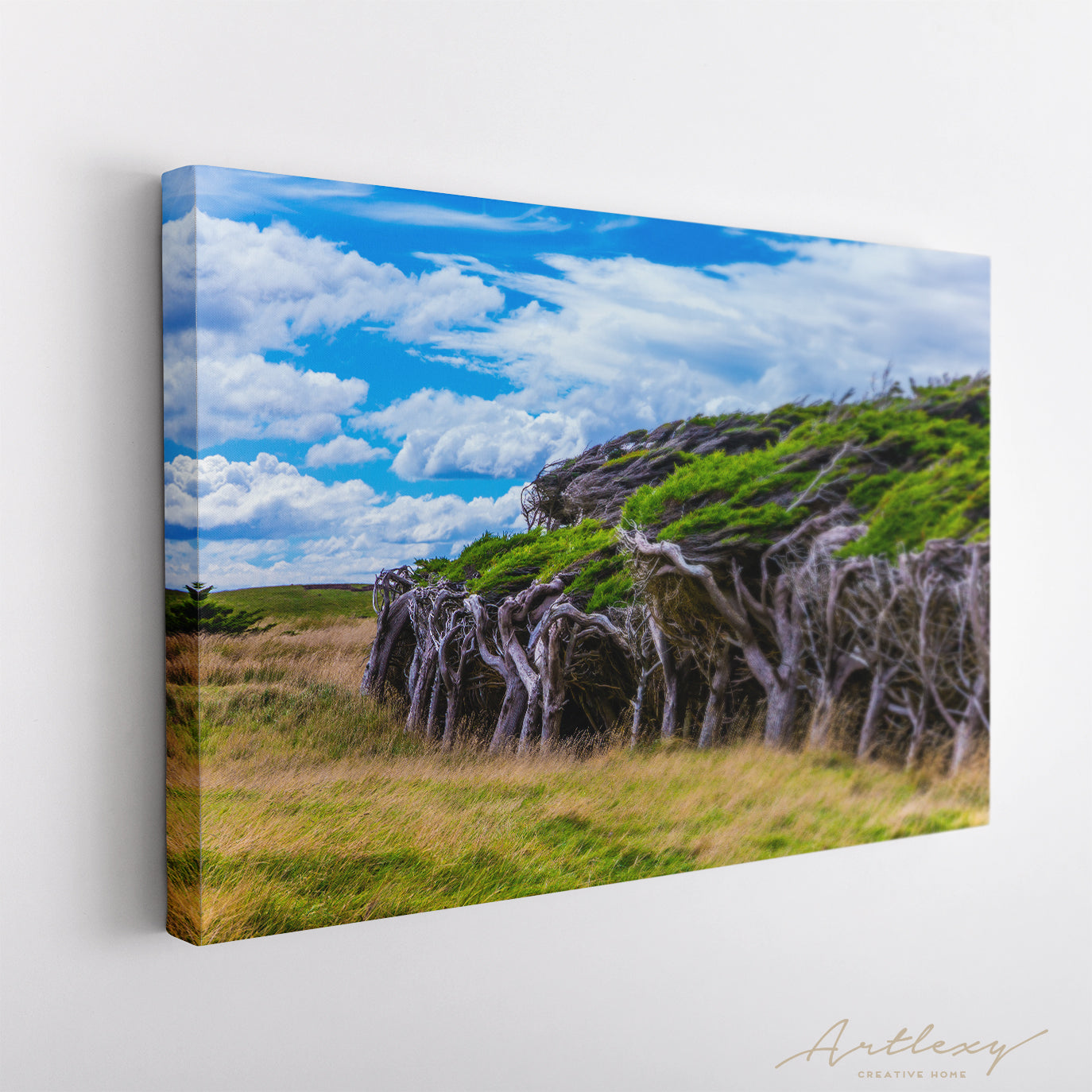 Slope Point Forest Canvas Print ArtLexy   
