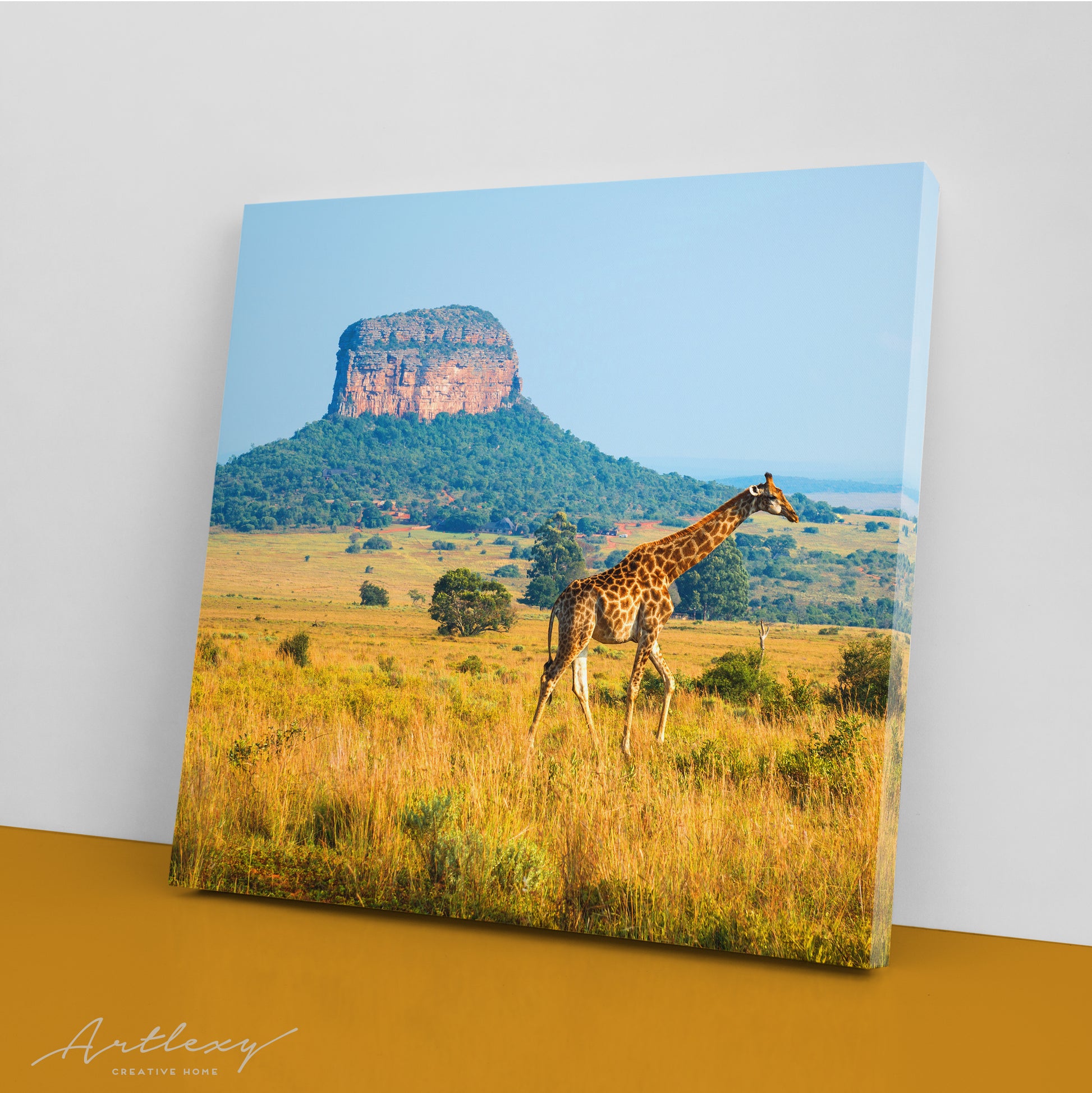 Giraffe in African Savanna Limpopo Province South Africa Canvas Print ArtLexy   