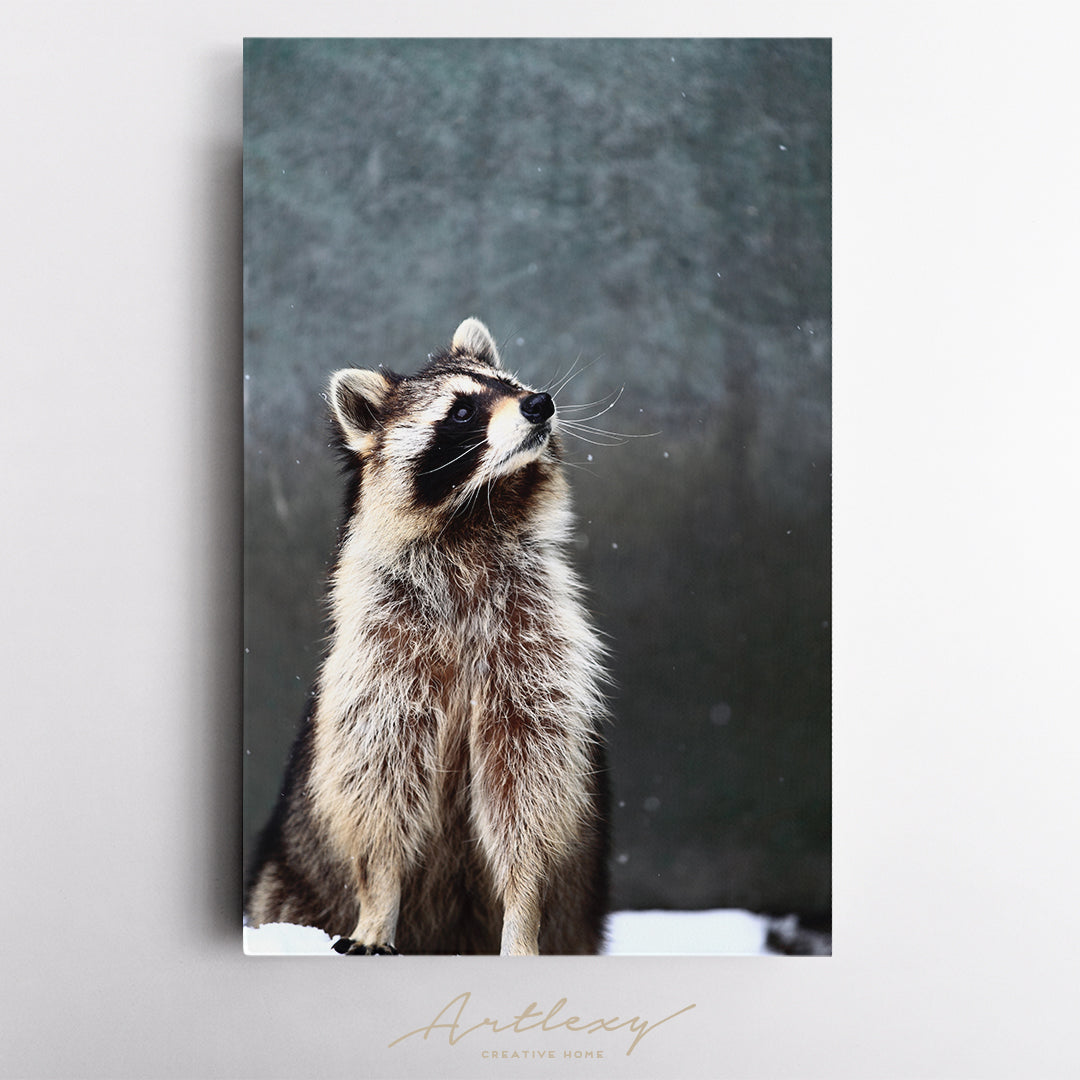 Raccoon in Snow Canvas Print ArtLexy   