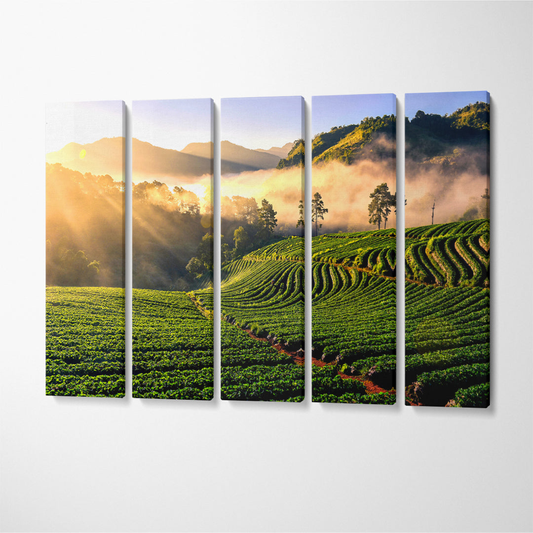 Amazing Landscape Strawberry Farm at Doi Ang Khang Thailand Canvas Print ArtLexy 5 Panels 36"x24" inches 