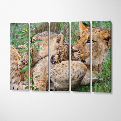 Lions Playing in Kenya Lake Nakuru National Park Canvas Print ArtLexy 5 Panels 36"x24" inches 