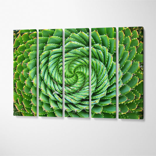 Spiral Aloe Canvas Print ArtLexy 5 Panels 36"x24" inches 