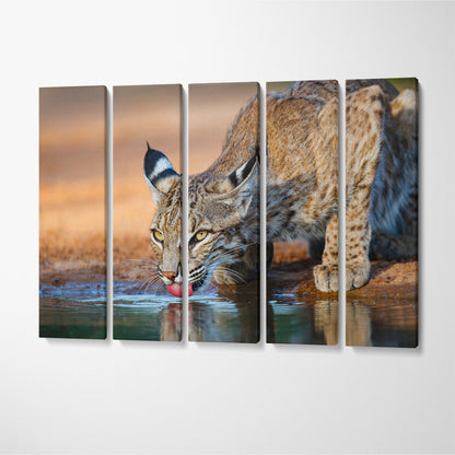 Wild Bobcat (Lynx rufus) Canvas Print ArtLexy 5 Panels 36"x24" inches 