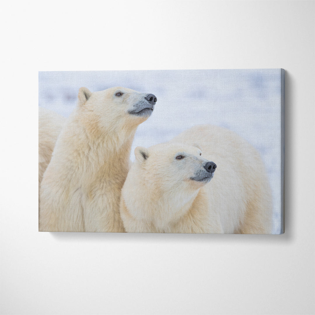 Two Polar Bear Canvas Print ArtLexy 1 Panel 24"x16" inches 