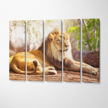 Beautiful Big African Lion Canvas Print ArtLexy 5 Panels 36"x24" inches 