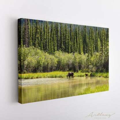 Moose in Tongass National Forest Alaska Canvas Print ArtLexy   