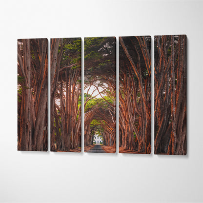 Cypress Tree Tunnel at Point Reyes National Seashore California Canvas Print ArtLexy 5 Panels 36"x24" inches 